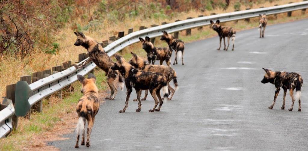 pack of african wild dogs in umfolozi 