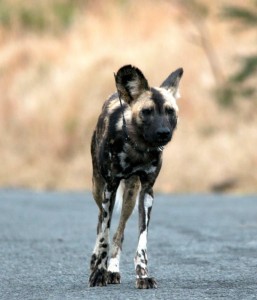 wild dogs