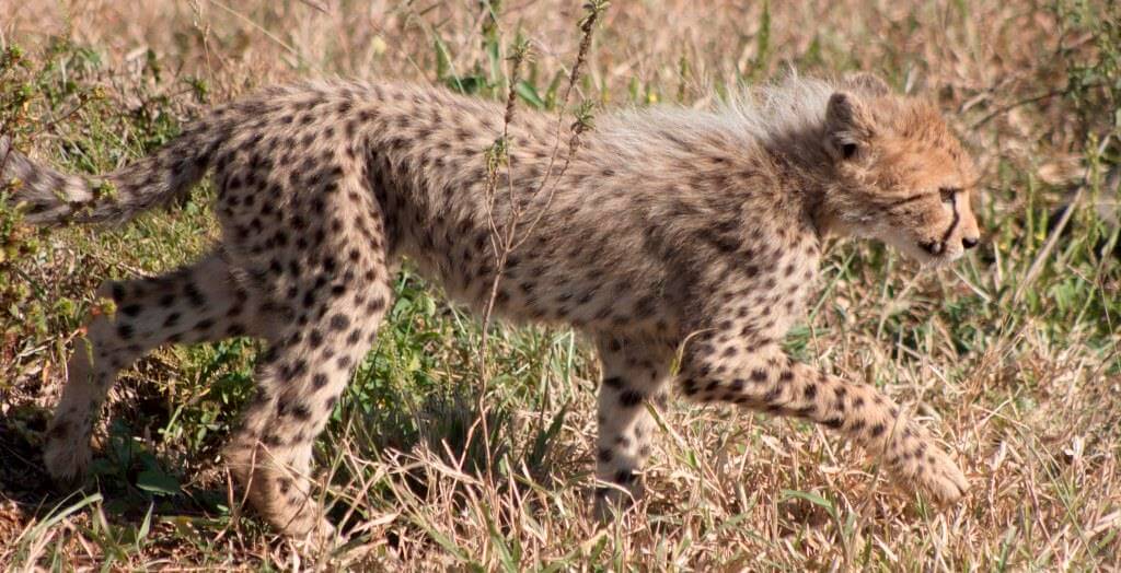 Cheetah Facts & Info 3 cheetah cub hluhluwe