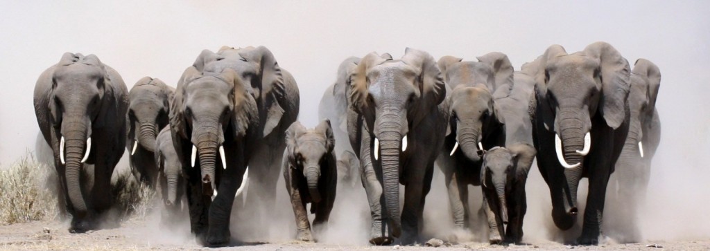 tembe elephant park, hluhluwe umfolozi game reserve & iSimangaliso 4 night spectacular safari