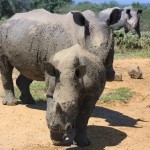 rhinos on safari hluhluwe