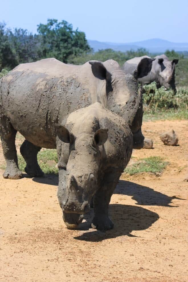 rhinos on safari hluhluwe