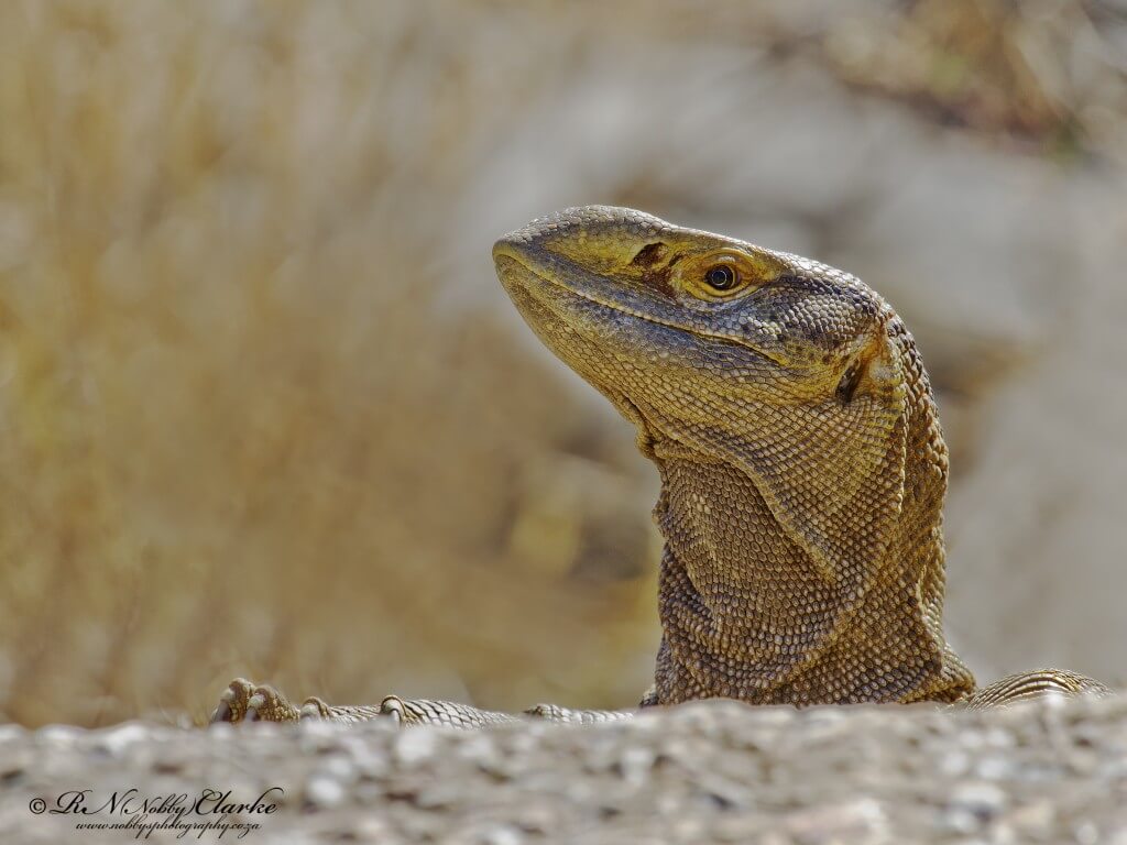 Nobby's Photography 8 _MG_2597