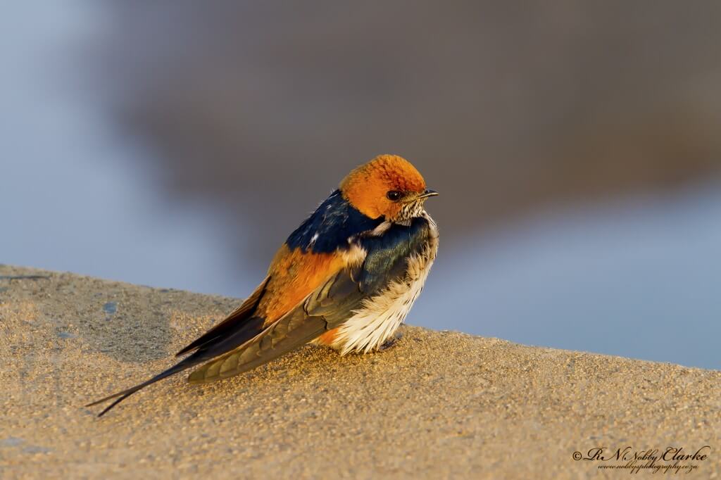Nobby's Photography 7 _MG_2669