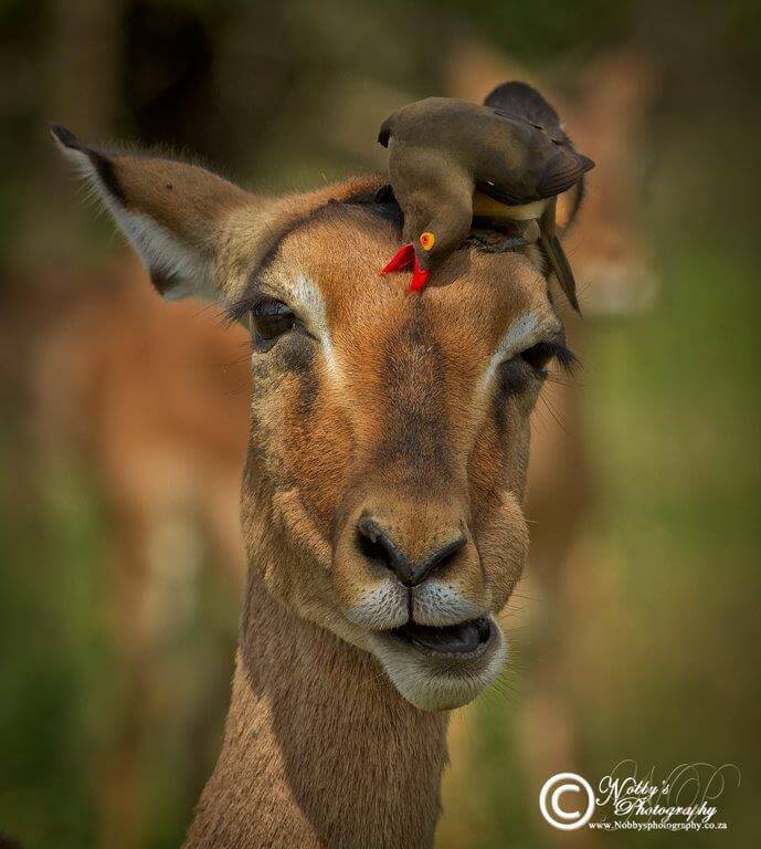 impala with oxpecker