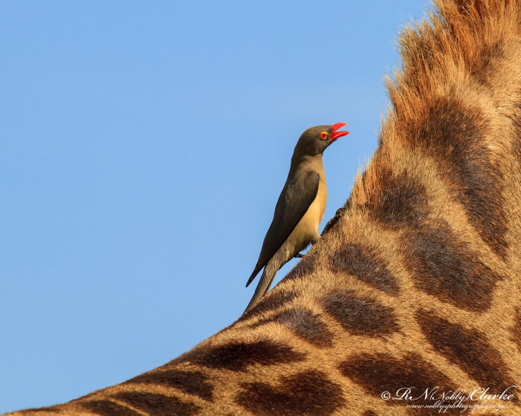Giraffe Facts 3 Giraffe Facts