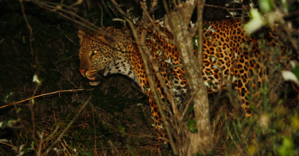 night drive isimangaliso with heritage tours & safaris