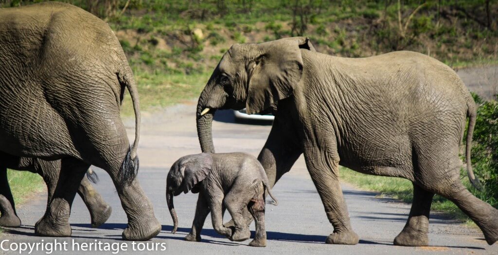 on safari umfolozi park