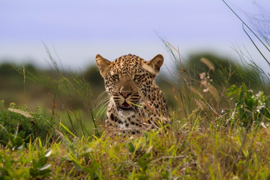 Leopard Hluhluwe Imfolozi Park sighting