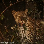 leopard st lucia