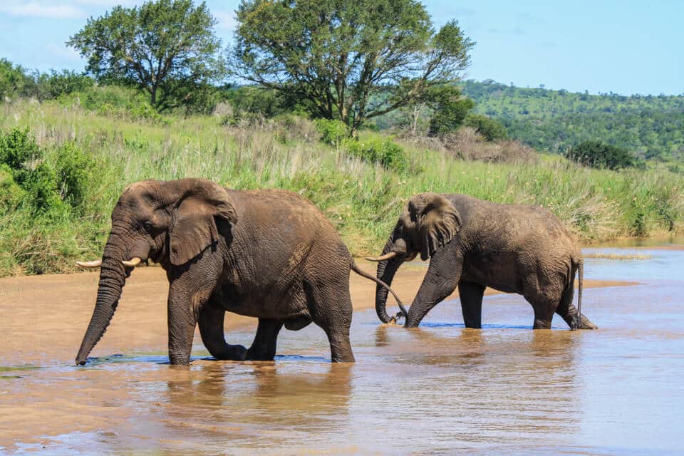 Elephant 7 elephants can swim