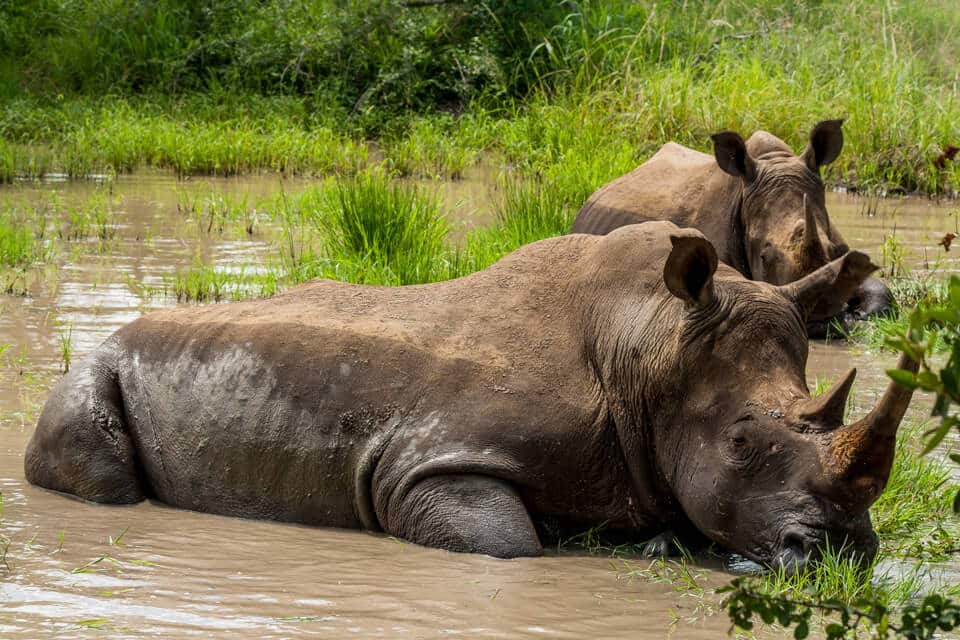 Lion Kill and Rhino's Bathing 1 Lion Kill and Rhino's Bathing