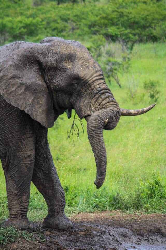 wildlife self drive safari tips