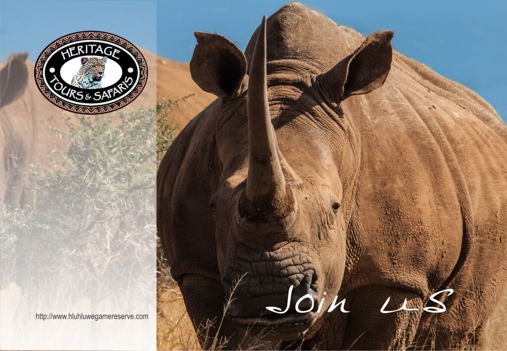 self drive hluhluwe umfolozi game reserve