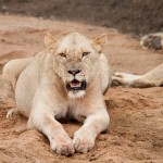 pregnant Lion in the umfolozi game reserve