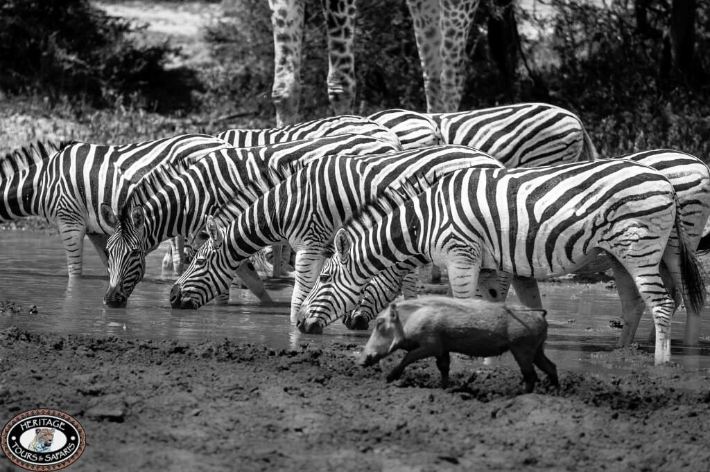 Hluhluwe Umfolozi Game Reserve Latest Sightings and News 1 latest sightings and news in hluhluwe umfolozi game reserve
