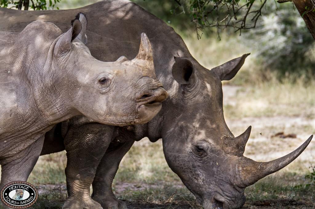 game reserve in south africa