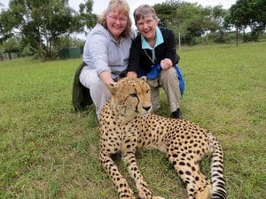 cheetah facts