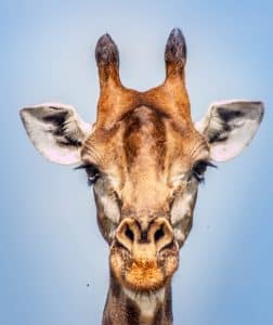 giraffe facts