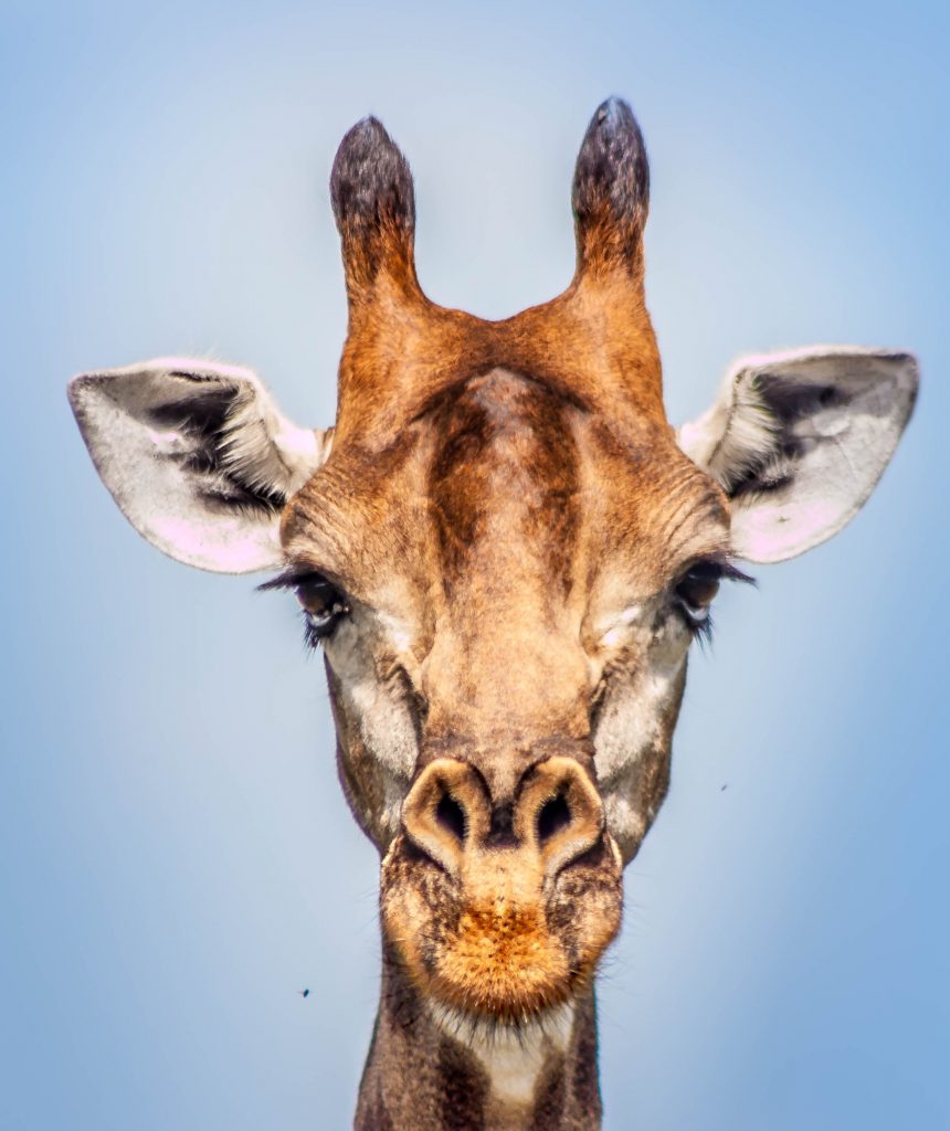 giraffe facts