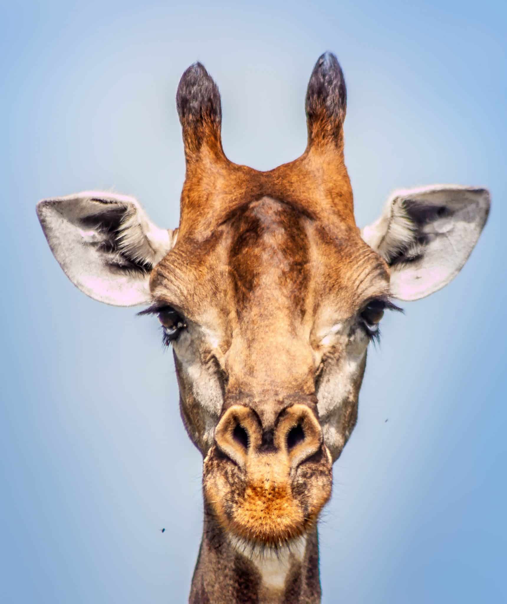 giraffe facts