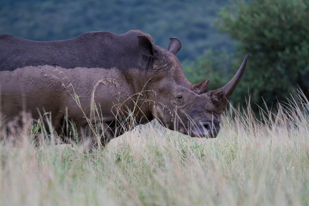 Hluhluwe Attractions & Rates 1 hluhluwe attractions & rates
