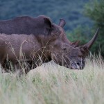 Durban day tours and safaris to hluhluwe umfolozi game reserve