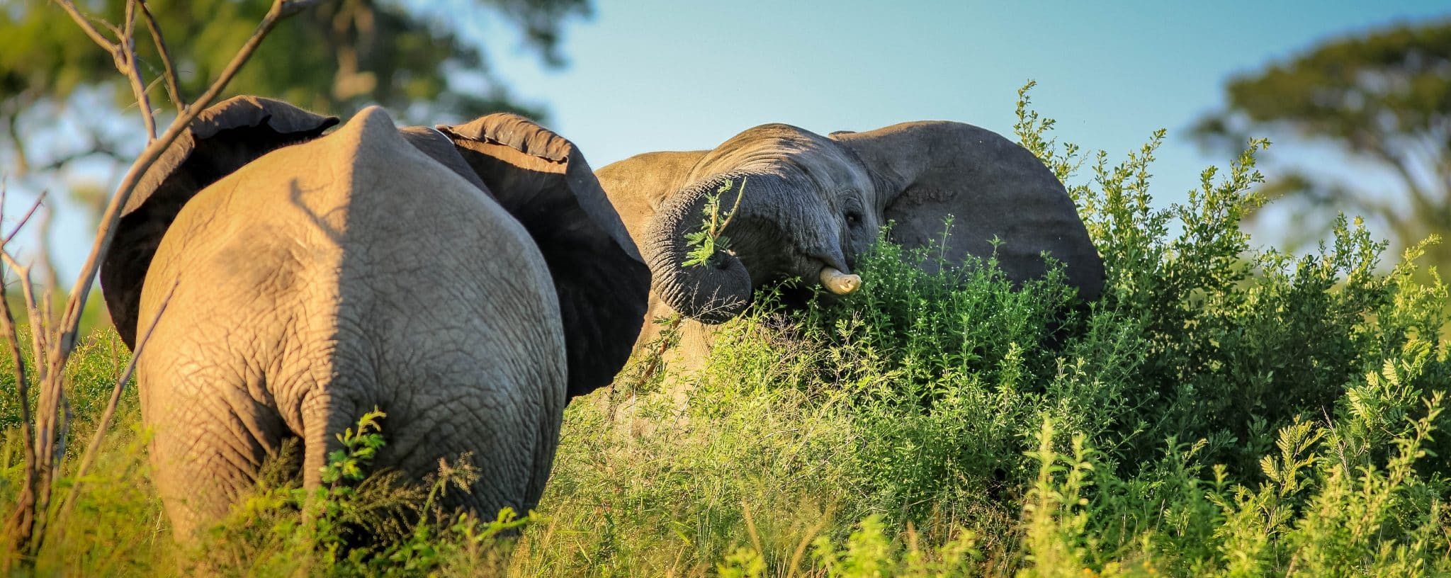 Zululand Game Reserves 2 public or private reserves in zululand south africa