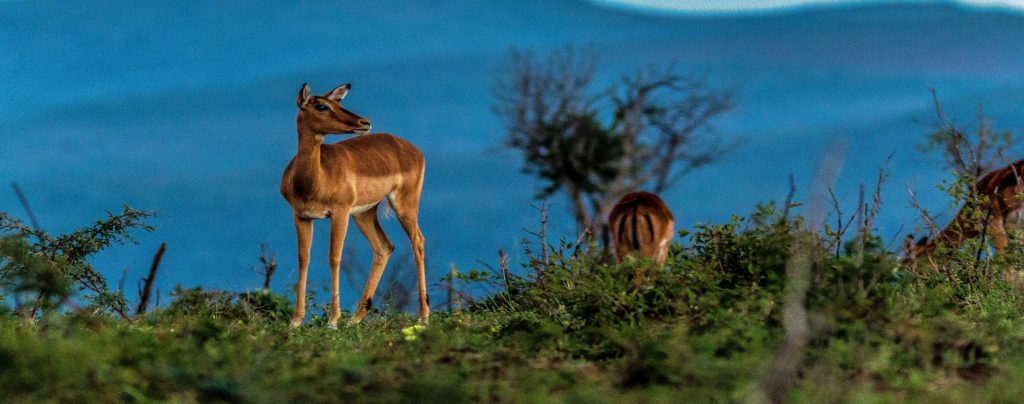 impala