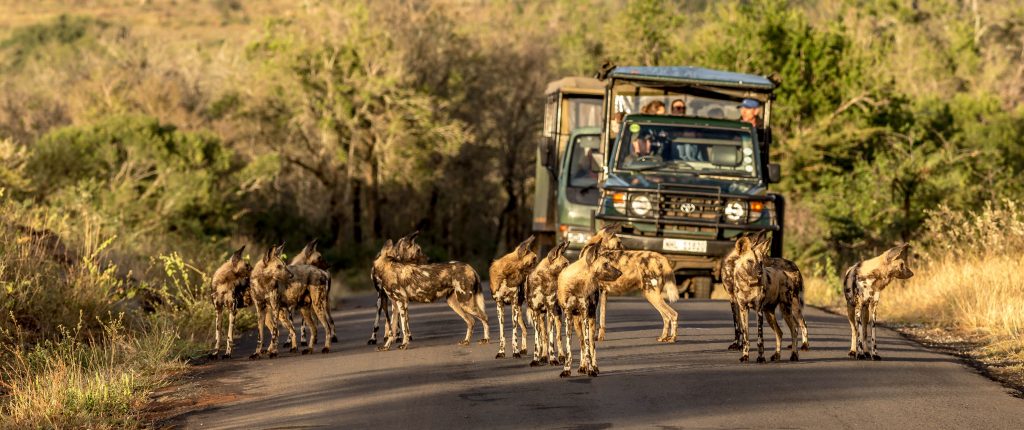 hluhluwe imfolozi park south africa
