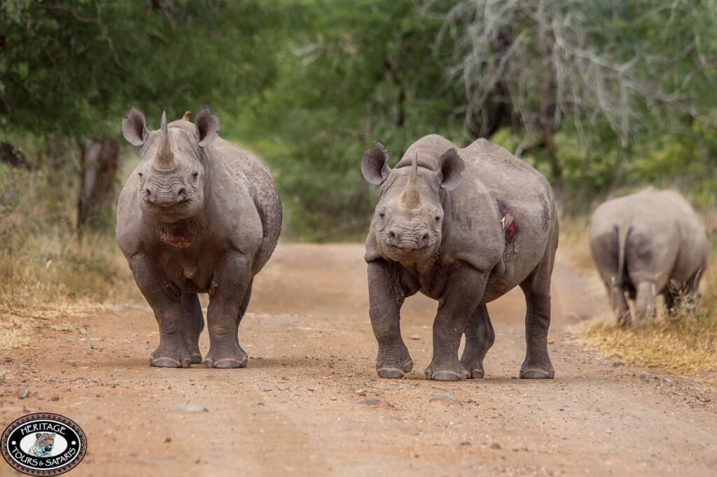 Rhino Road Block
