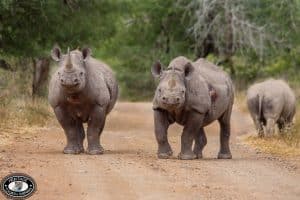 Hluhluwe Game Reserve