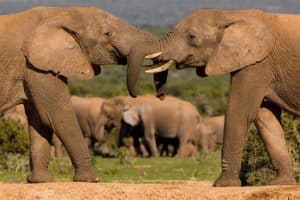 african big elephant