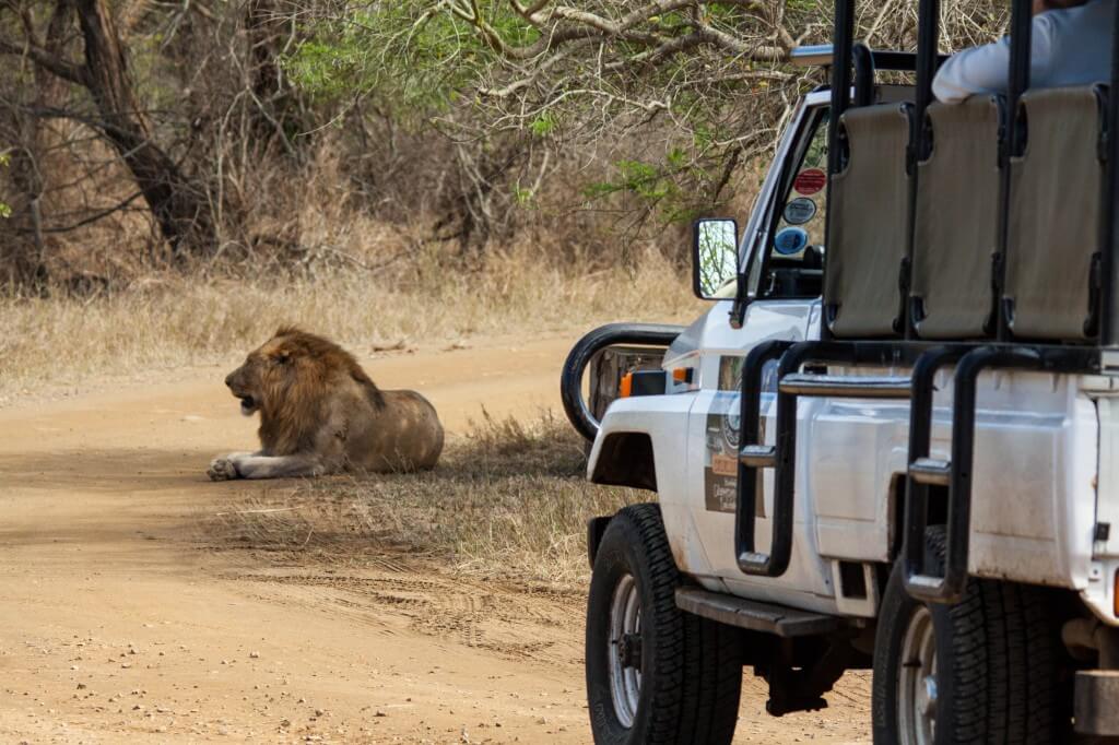 Zululand South Africa Safari