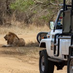 day safari tours durban