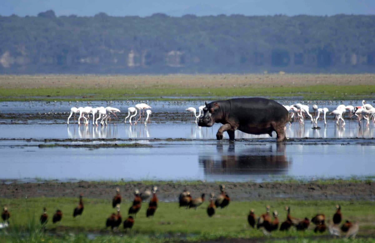 top game reserves in south africa isimangaliso wetland park