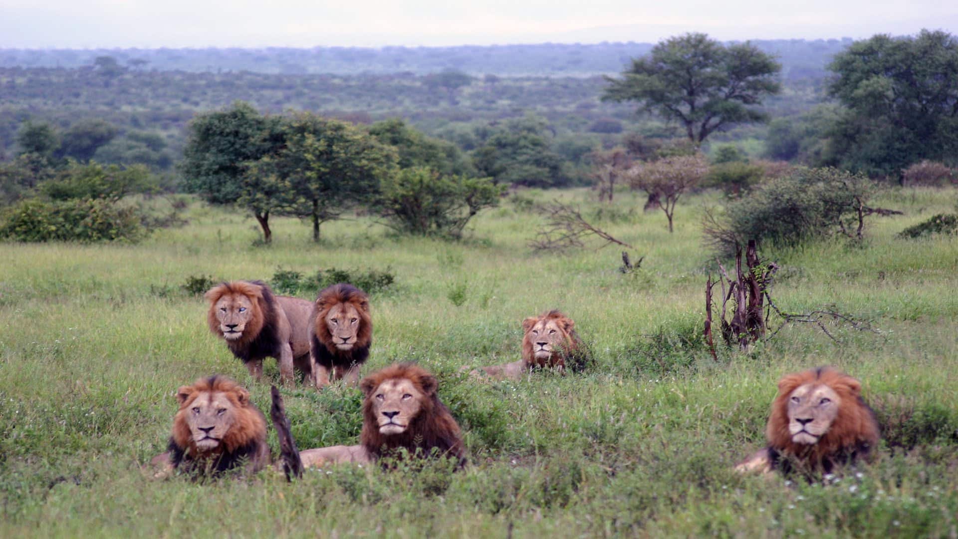 game reserves in south africa kruger national park