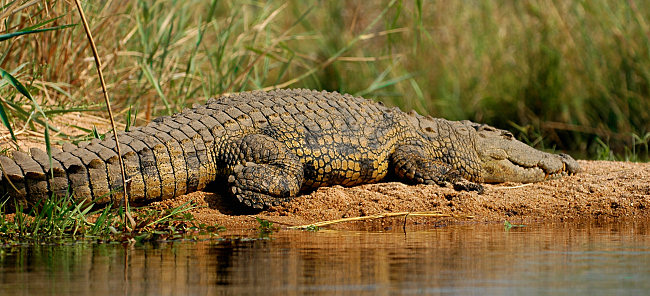 game reserves in south africa ndumo game reserve