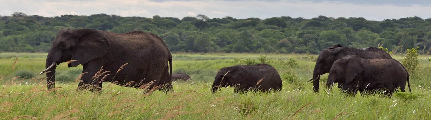 largest elephants tembe game reserves in south africa