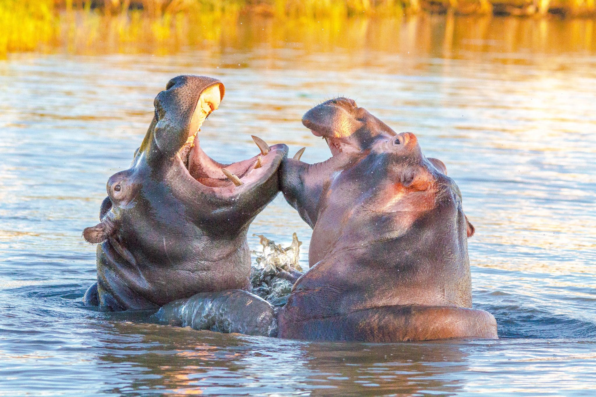 big 5 safari and boat safari isimangaliso