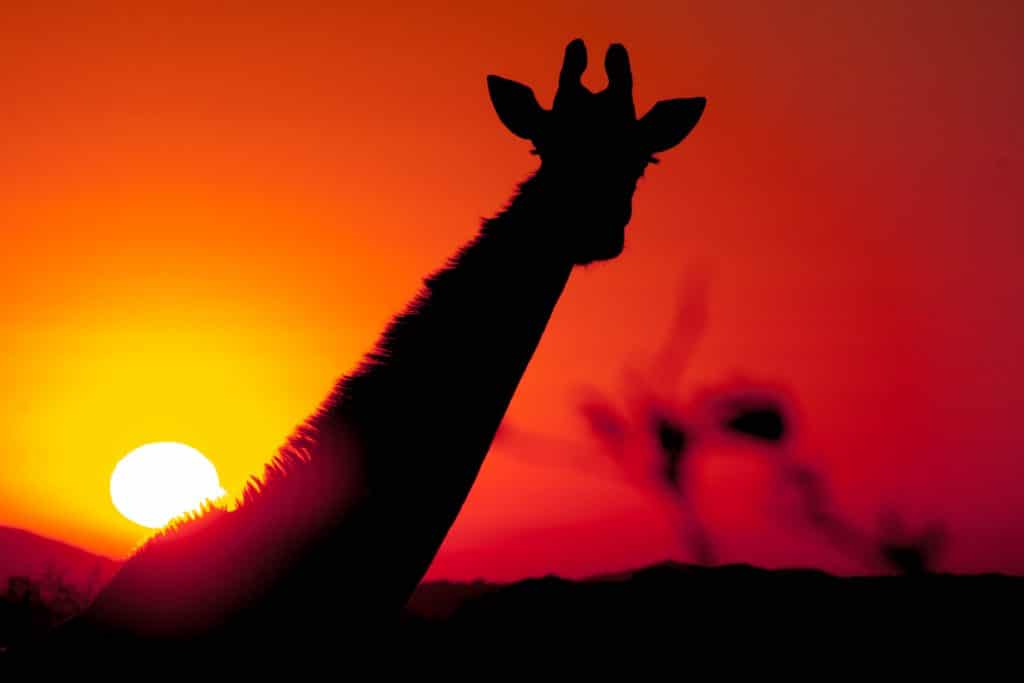 Giraffe Facts 1 hluhluwe-imfolozi park sunset with giraffe