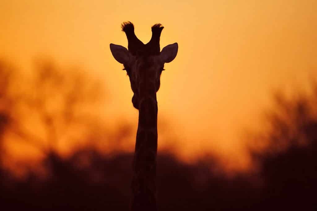 zululand game reserves south africa