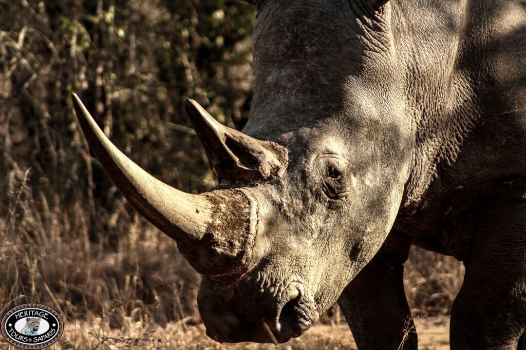 Durban Safaris 5 Durban Safaris