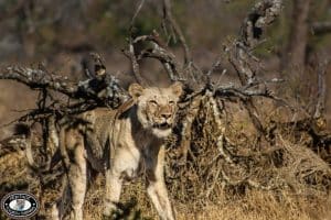 Hluhluwe Game Reserve reviews