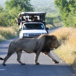 hluhluwe wildlife safaris