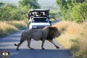 South Africa Safari Packages Cost