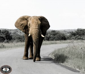 Elephant Road Block