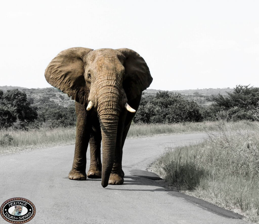 Affordable safari packages Zululand South Africa