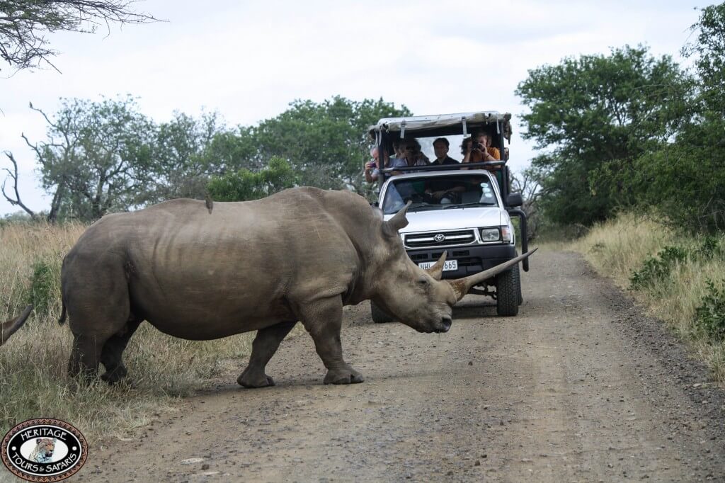 Rhino on Safari