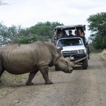 safari options within umfolozi park
